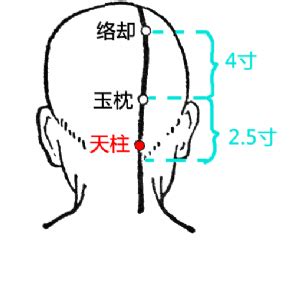 天助穴|天柱穴位置 